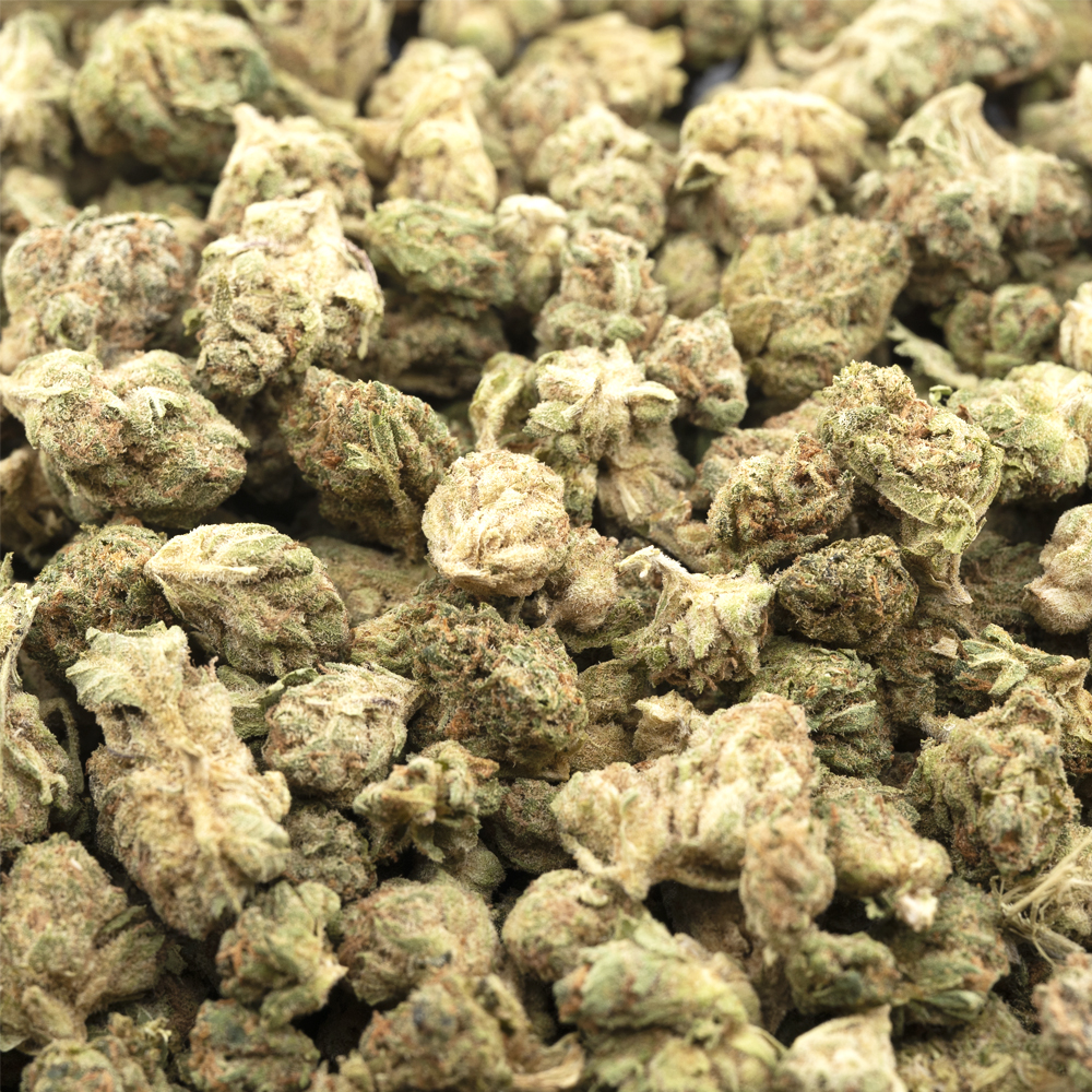 buy-weed-online-dispensary-west-coast-releaf-marijuanna-cannabis-hawaiian-candy-popcorn-aa-crop hawaiian candy popcorn aa crop