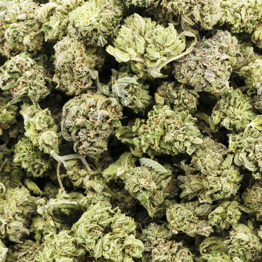 buy-weed-online-dispensary-west-coast-releaf-marijuanna-cannabis-sweet-skunk-popcorn-aa-crop Sweet Skunk AA Popcorn - Hybrid - Image 1