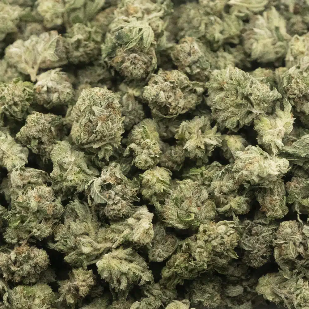 buy-weed-online-dispensary-pink-gorilla-popcorn-aaaa-wholesale.jpg Pink Gorilla AAAA Popcorn - Indica - Image 1