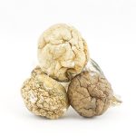 Shrooms - Amazonian