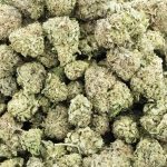 Black Russian AA - Indica - Image 3