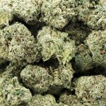 Jelly Runtz Strain - 20% OFF First Order + Xmas Deals - Image 3
