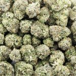 Mike Tyson AAAA - Indica - Image 3