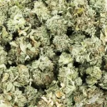 jungle punch a wholesale