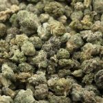 Specialty - Popcorn Rainbow Pack - Ounce of Mixed Bud