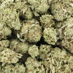 King Louie XIII AA - Indica - Image 3
