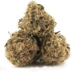 Sensi Star AA - Indica - Image 2