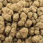 Sensi Star AA - Indica - Image 3