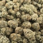 Boy Scout Cookie A - Hybrid - Image 3