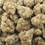 Pennywise AA - Indica - Image 3