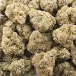 Pennywise AA - Indica - Image 3