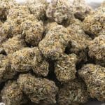Blue Mammoth Craft - Indica - Image 3