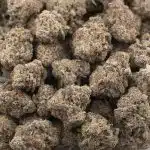 Orange Candy Craft - Sativa - Image 3