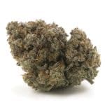 Bear Dance AA - Sativa