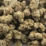Bear Dance AA - Sativa - Image 3