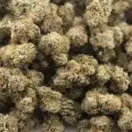Bear Dance AA - Sativa - Image 3