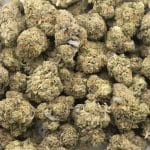 Captain Kush AAAA - Hybrid - Image 3