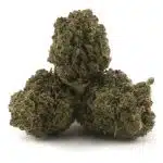 Cookie Glue A - Hybrid - Image 2