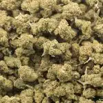Cookie Glue A - Hybrid - Image 3