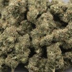 Pineapple Chunk AAAA - Hybrid - Image 3
