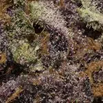 True Quads - Amethyst - Indica (28 Grams) - Image 3