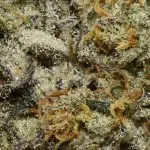 True Quads - High School Sweetheart - Hybrid (28 Grams) - Image 3