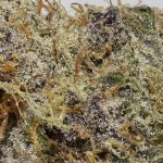 True Quads - Lady Boss - Hybrid (28 Grams) - Image 3