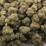 Wholesale - Dolce Gelato - AAA