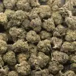 Grand Doggy Purps AA - Indica - Image 3
