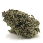 Predator Pink - AAA - Indica