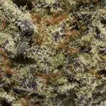 True Quads - Platinum Cookies - Hybrid (28 Grams) - Image 3