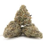 Apple Fritter AAAA - Hybrid - Image 2