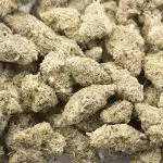 Apple Fritter AAAA - Hybrid - Image 3