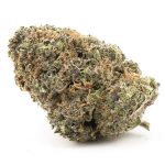 Jungle Apples AAA - Hybrid