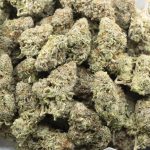 Black Truffle AAAA - Indica - Image 3