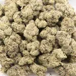 Gorilla Quake AAA - Hybrid - Image 3