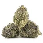 Papaya Slapper A - Hybrid - Image 2