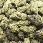 Papaya Slapper A - Hybrid - Image 3