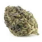 Sherbet Cookies A - Sativa