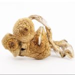 Wholesale Shrooms - Golden Teachers - Image 2