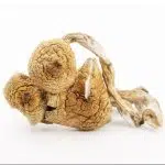 Wholesale Shrooms - Golden Teachers - Image 2