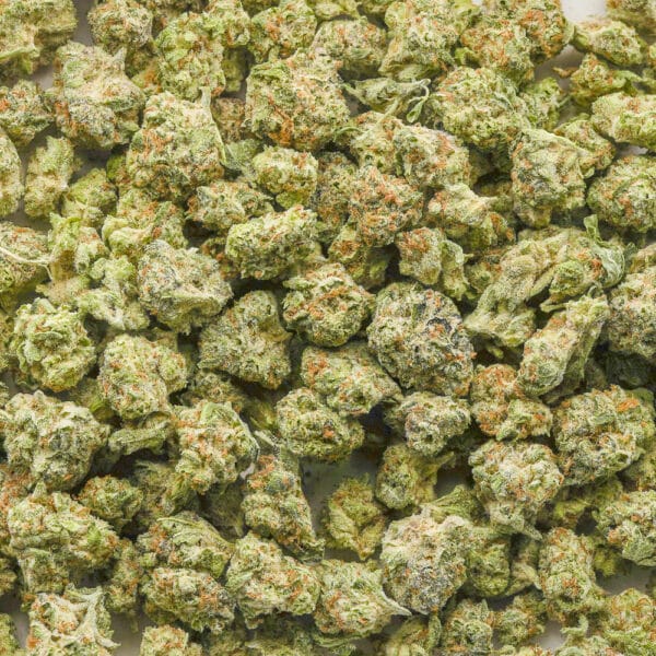 Alien Surfer Cookies AAAA Popcorn - Hybrid