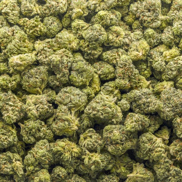 Wholesale Popcorn - Jungle Breath - AAA