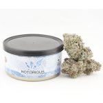 Notorious THC Craft - Black Mamba (7 Grams)