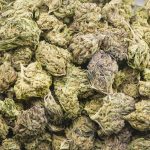 God's AK-47 A - Indica - Image 3