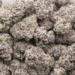 Purple Octane Craft - Indica - Image 3
