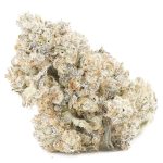 Shark OG AAAA - Hybrid