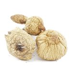 Shrooms - Blue Mexi