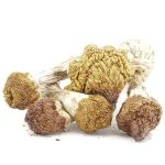 Shrooms - Dancing Tiger