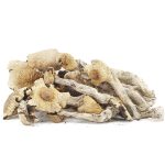 Wholesale Shrooms - Great White Monsters